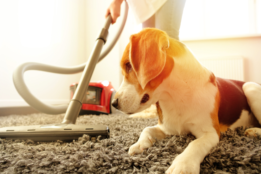 How do you get dust and pet hair out of your house?