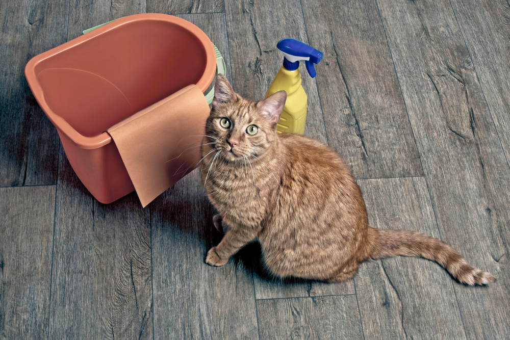 How do I disinfect my house with pets?